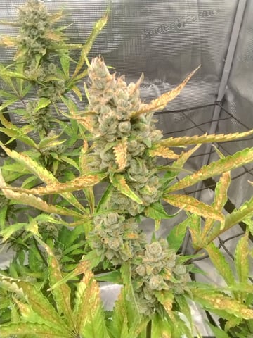 Round 2🥊 — flower, day 88