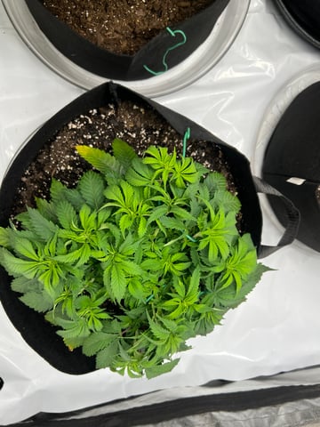Indoor Grow  — vegetative, day 13
