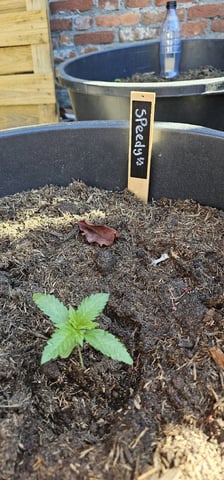 Purple Haze Autoflower — vegetative, day 23