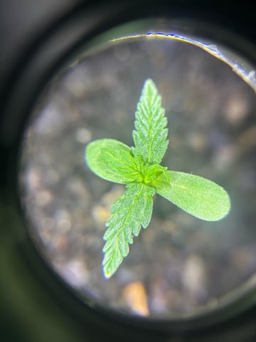 banana x Pink runtz — vegetative, day 25