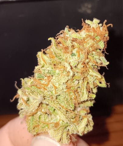 Indoor Closet Grow — harvest, day 169