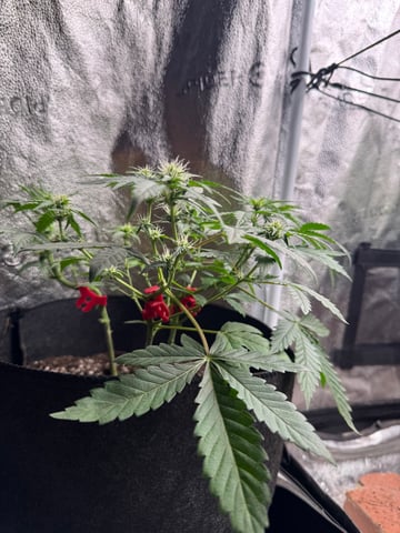 Do-si-doe — flower, day 15