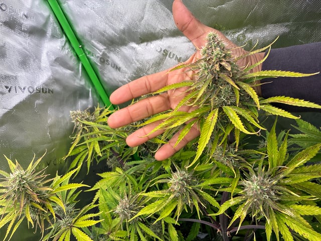 Ztrawberriez (Auto) 2026 - 1 — flower, day 65