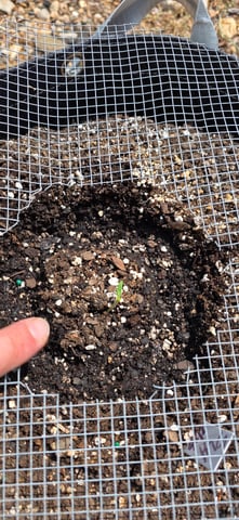 Let's just leave these right here! — germination, day 16