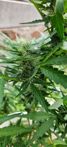 girl scout cookies (auto) — flower, day 64