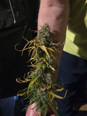 First attempt at planting some seeds — harvest, day 86
