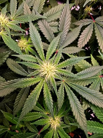 Dirty Bird - Thousand Island Fem & Platinum Kush Breath Remix x Grape Cakehead Fem Photo  — flower, day 77