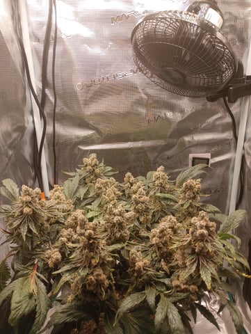 Wizard Punch first grow  — flower, day 115