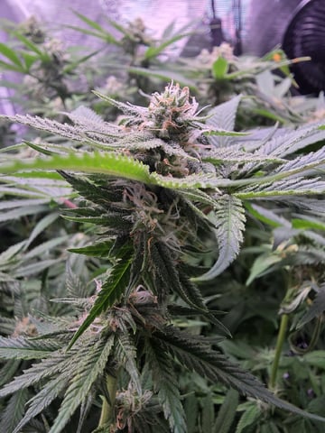 Blue Dream Feminized  — flower, day 129