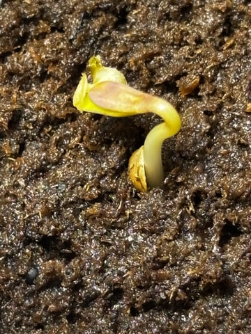 Mixed Freebies — germination, day 3