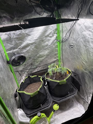 Midsummer Outdoor — vegetative, day 30