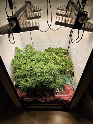 PITA — flower, day 65