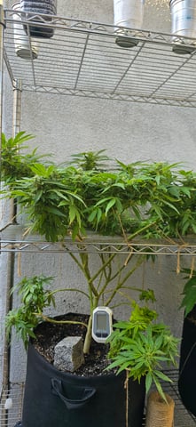 Mystery Weed Plant — flower, day 132