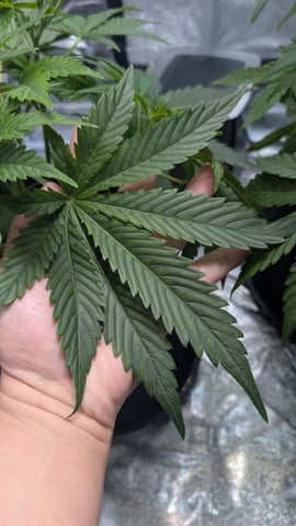 Grow 1 — vegetative, day 38