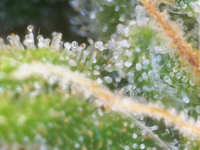 Experiment Time — flower, day 80