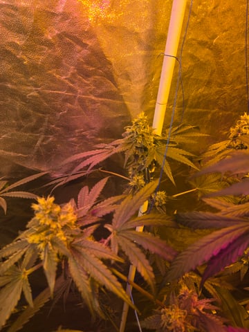 fruitstripe-x-breathworks VS Tropical cherry vs kush cake. vs og haze — flower, day 100