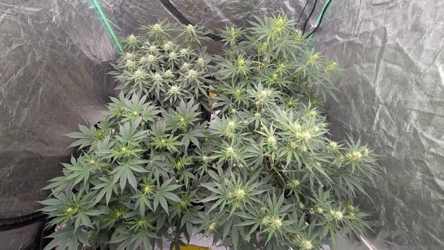 Perpetual Autoflower Mixed Grow #3 — vegetative, day 42