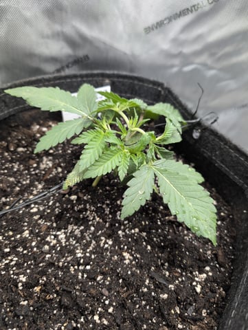 memphisto 3 bears OG, ethos high note r1 — vegetative, day 23