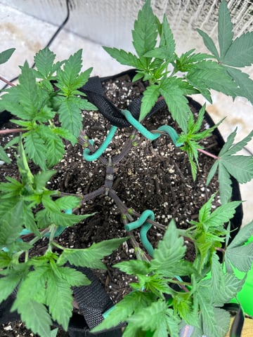 Gelly Mama and Sugar Tree — vegetative, day 57