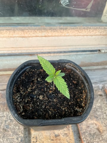Haze X Cinderella 99 — seedling_rooting, day 1