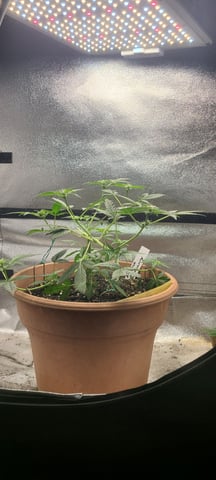 Alaskan bananaberry auto — flower, day 31