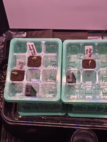 1st Auto Grow (LSD + BrB) - 1st indoor Grow — germination, day 4