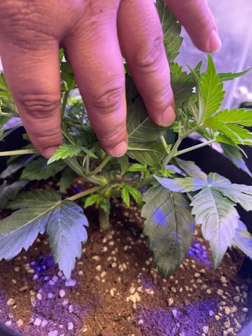 1st Ever Grow (GodFather OG) (Coco) — vegetative, day 33