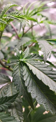 1st grow indoors(cardboard box to 2x2x4 to 5x5x6) — vegetative, day 44