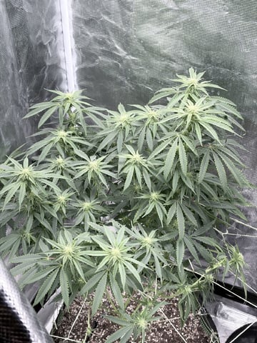 New LADIEZZ — flower, day 91