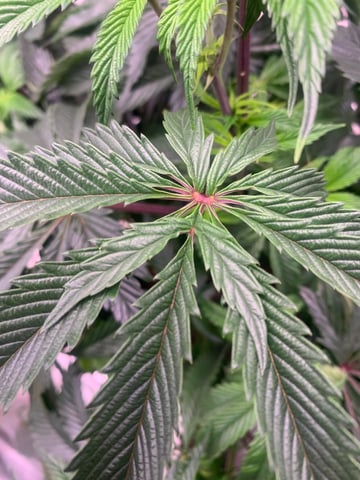 Trunked — vegetative, day 60