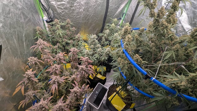 Mixed Grow — flower, day 102