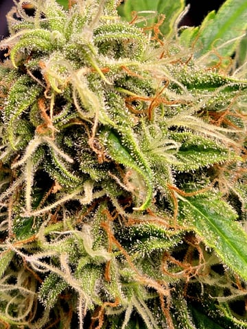 (4)autos  — harvest, day 86