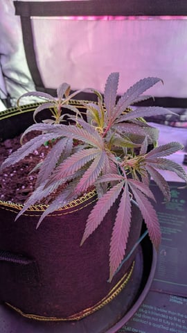 Dolly — vegetative, day 9