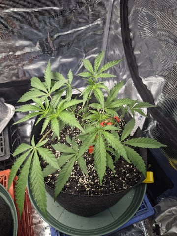 Grow 1 2026 Gelato Rainbow Sherbert  — vegetative, day 34