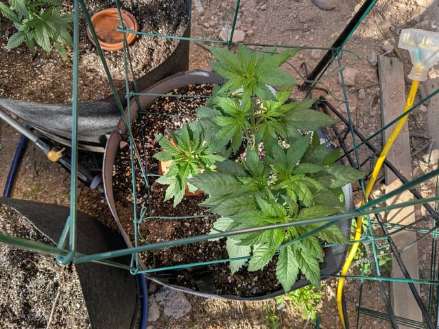 October Start — flower, day 57