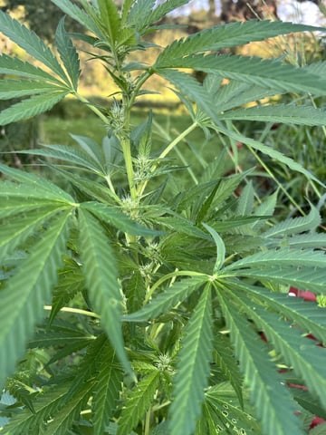 Banjo (Adam’s Plant) — flower, day 49