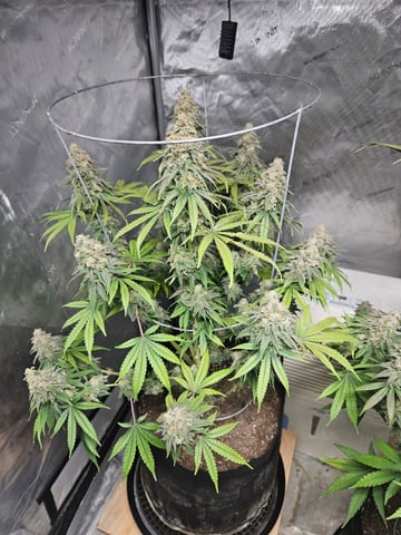 BLACKCHERRY SHERB — flower, day 88