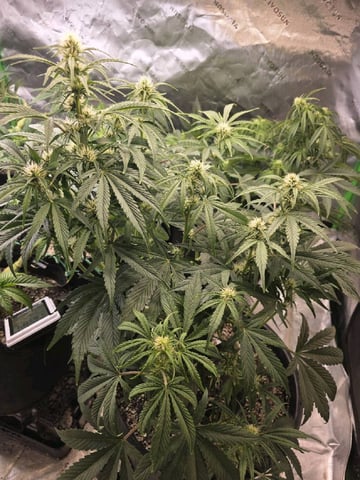 Hazy Daze — vegetative, day 41