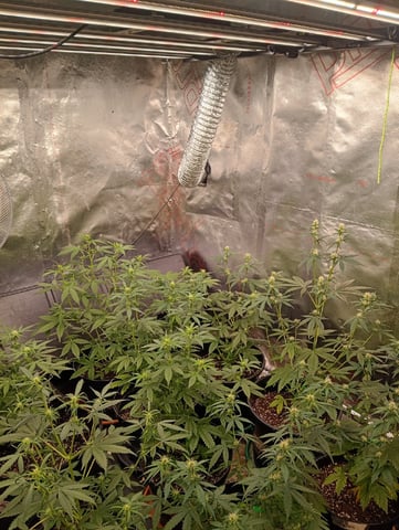 4 Different Kinds Of Autos  — flower, day 44