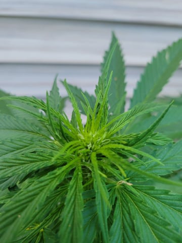 Watermelon Auto — flower, day 43