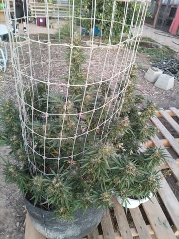 first 4 — flower, day 81