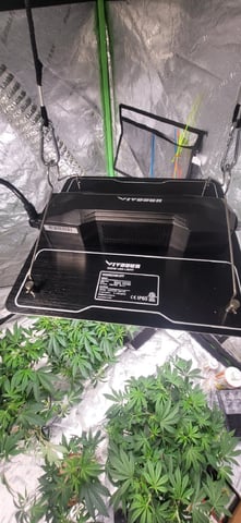 1st grow indoors(cardboard box to 2x2x4 to 5x5x6) — vegetative, day 54