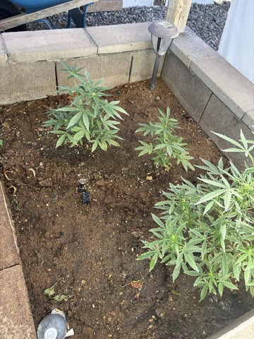 Fast Buds Auto And Special Queen Auto — flower, day 46