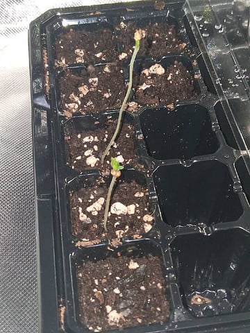 Free Seeds — seedling_rooting, day 7