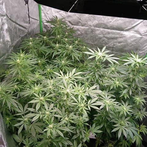 run #3 — flower, day 57