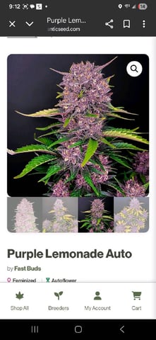 triangle kush  — done, day 103