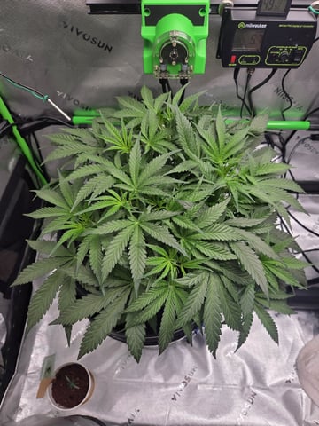 Northern Lights / Banana Kush — flower, day 44