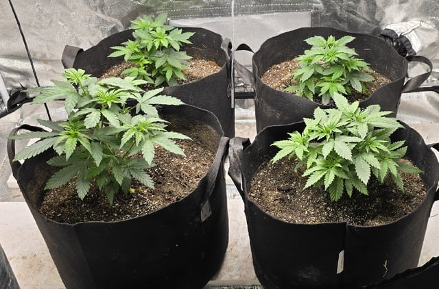 SGC & GWS — vegetative, day 41