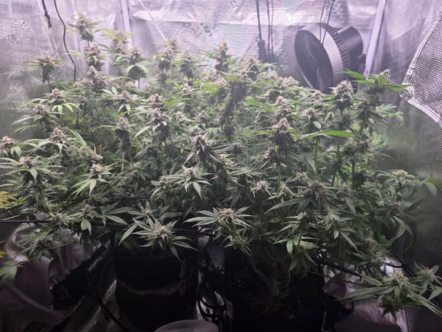 Blue Dream Feminized  — flower, day 140