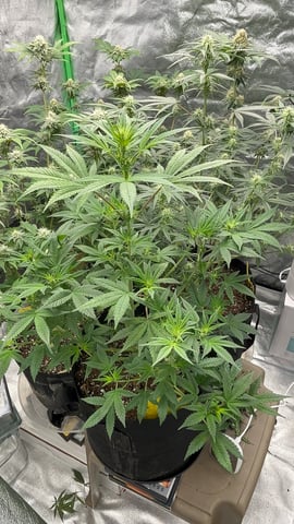 420 Fast Buds Mixed Pack — flower, day 50